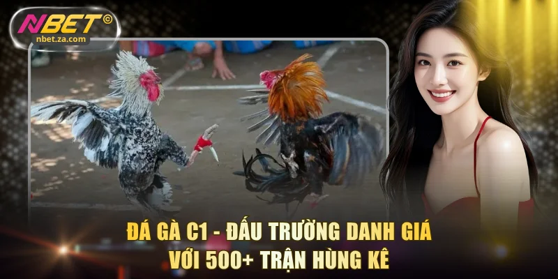 Đá gà C1