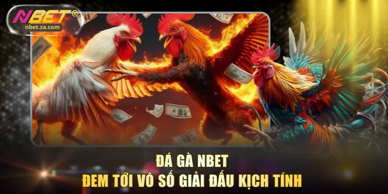 Đá gà NBET đem tới vô số giải đấu kịch tính