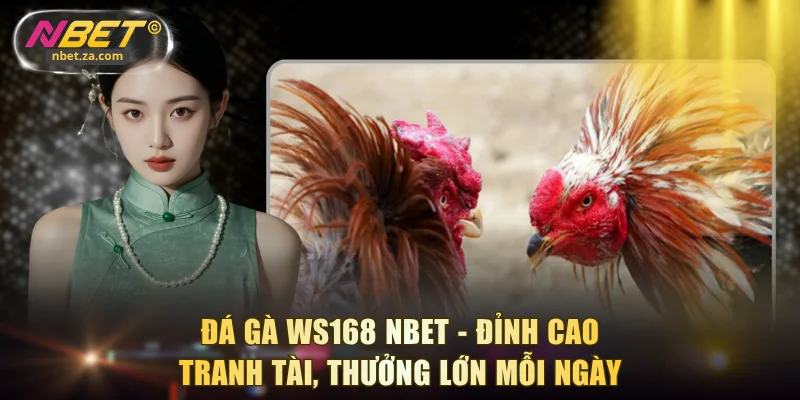 Đá gà WS168