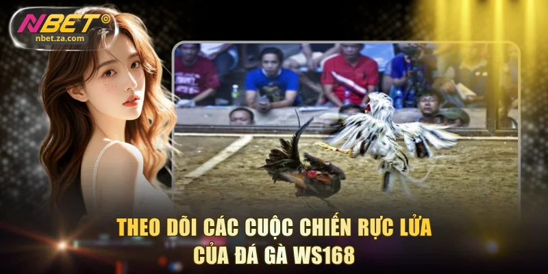 Theo dõi các cuộc chiến rực lửa của đá gà WS168